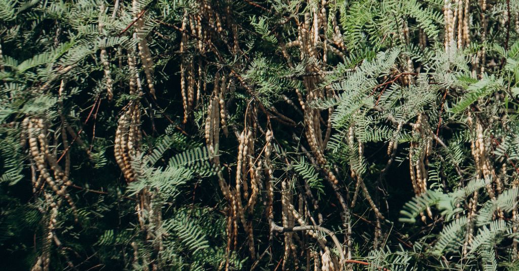 Mesquite: A Naturally Rich Ingredient Rooted in Tradition