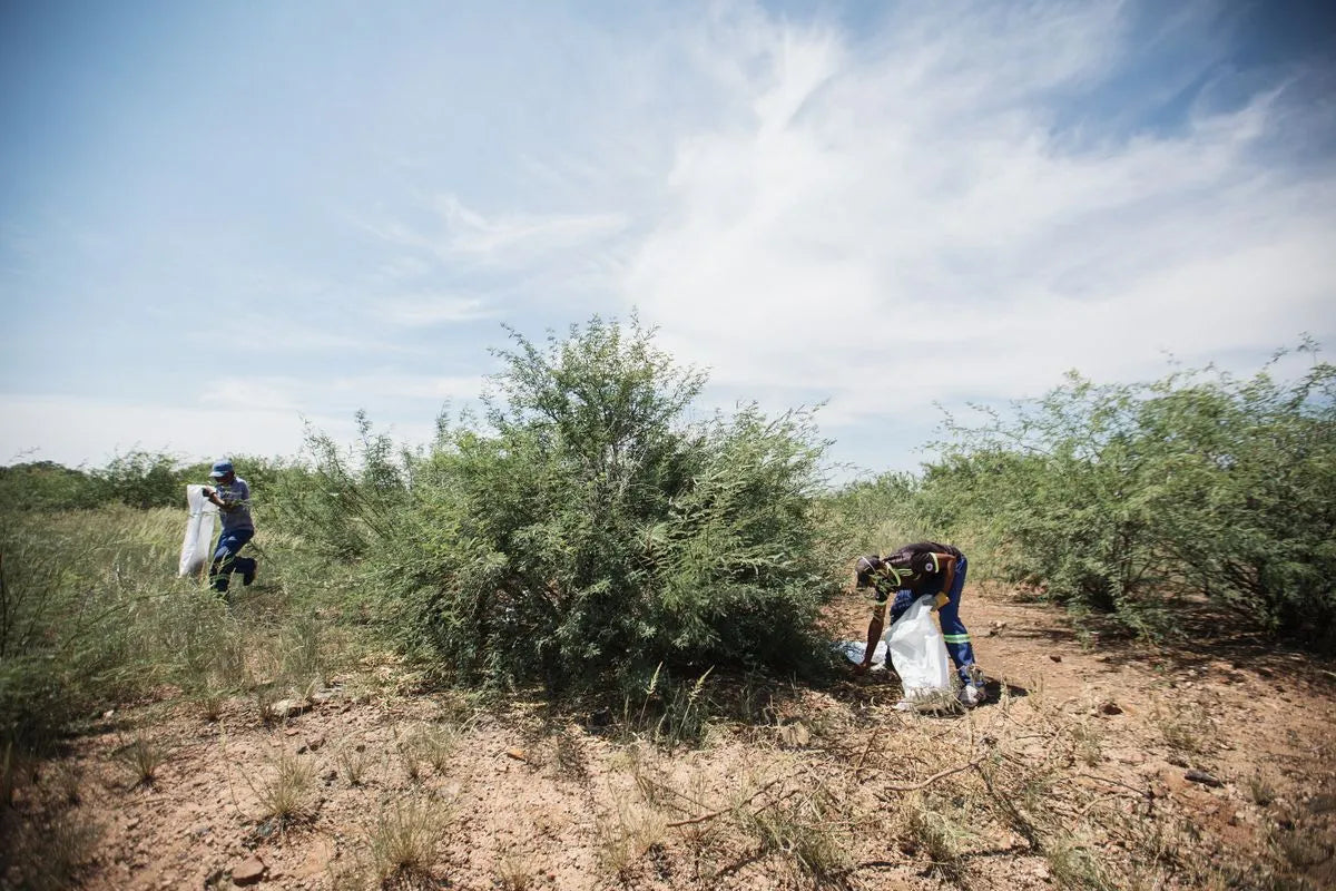 MannaBrew team processing mesquite seedpods.